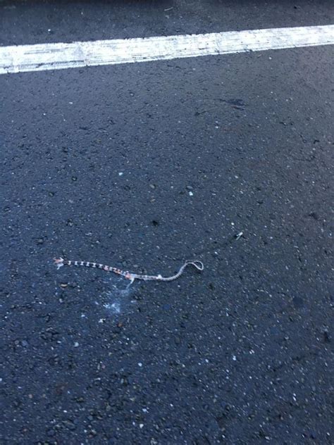 路上遇到死蛇